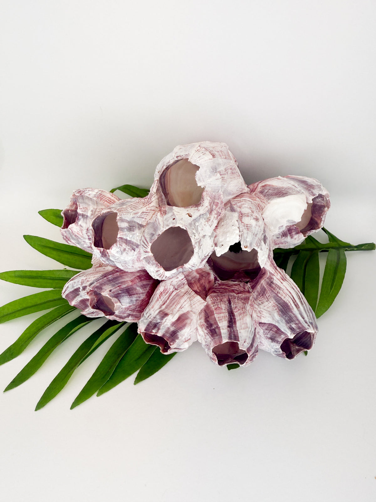 Small Natural Barnacle Cluster