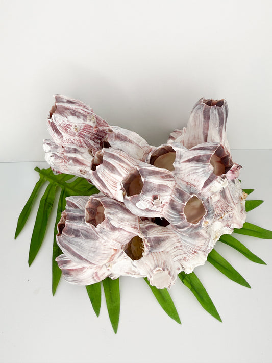 Large Natural Barnacle Cluster